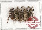 Scientific lot no. 158 Cerambycidae (5 pcs)