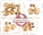 Scientific lot no. 41 Chrysomelidae (21 pcs)