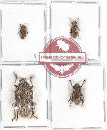 Scientific lot no. 149 Cerambycidae (4 pcs A, A-, A2)