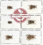 Scientific lot no. 129 Cerambycidae (6 pcs)