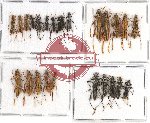 Scientific lot no. 134 Cerambycidae (25 pcs A, A-, A2)
