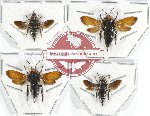 Scientific lot no. 100C Hymenoptera (Coelioxis sp. mix - 4 pcs)