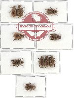 Scientific lot no. 195 Rutelinae (10 pcs - 2 pcs A2)