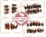 Scientific lot no. 42 Chrysomelidae (40 pcs)