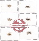 Scientific lot no. 438 Curculionidae (6 pcs - 1 pc A2)