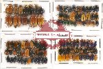 Scientific lot no. 283 Chrysomelidae (111 pcs)