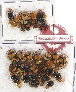 Scientific lot no. 250 Chrysomelidae (43 pcs)