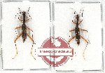 Scientific lot no. 46 Cicindelidae (Neocollyris sp.) (2 pcs)