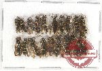 Scientific lot no. 261 Hymenoptera (19 pcs)