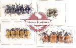 Scientific lot no. 44 Chrysomelidae (16 pcs)