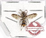 Hymenoptera sp. 112