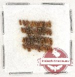 Heteroceridae Scientific lot no. 9 (40 pcs)