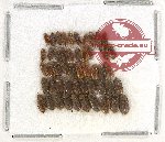 Heteroceridae Scientific lot no. 6 (50 pcs)