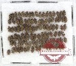 Elmidae sc. lot no. 36 (100 pcs)