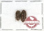 Bothrideridae Scientific lot no. 12 (2 pcs)