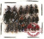 Scientific lot no. 373 Carabidae (21 pcs)