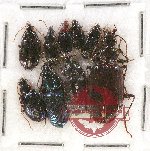 Scientific lot no. 377 Carabidae (9 pcs)