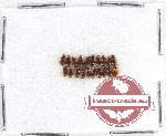 Scientific lot no. 385 Carabidae (20 pcs)