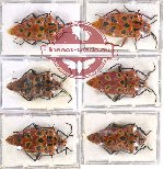 Scientific lot no. 709 Heteroptera (6 pcs)
