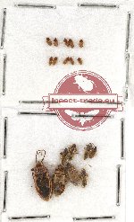 Scientific lot no. 723 Heteroptera (18 pcs)