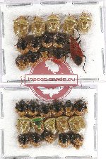 Scientific lot no. 711 Heteroptera (30 pcs)