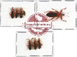 Scientific lot no. 755 Heteroptera (8 pcs A, A-, A2)