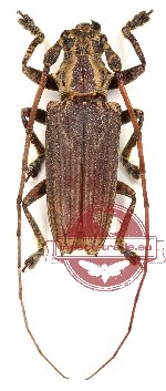 Cerambycidae sp. 15 (Mulciber sp. 4) (A-)