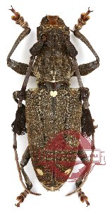 Imantocera sumbawana