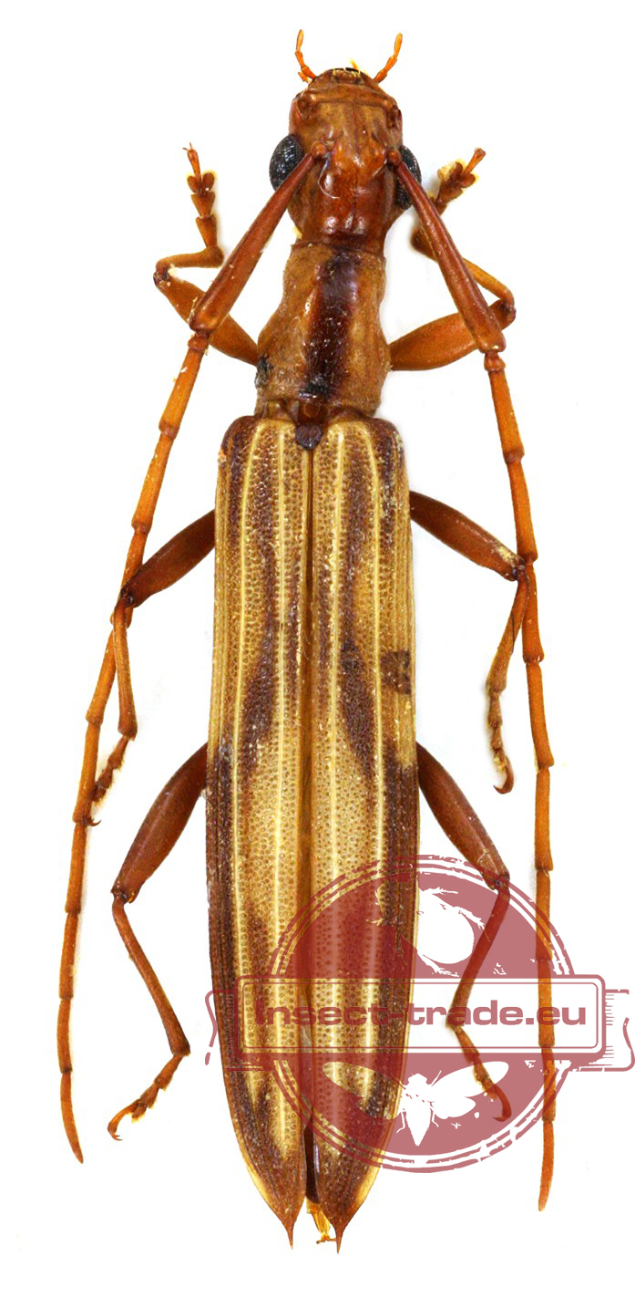 cerambycinae