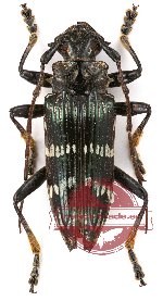 Pascoea idae White, 1855