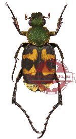 Epitrichius bowringi Thomson, 1857