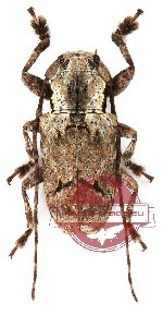 Cerambycidae sp. 13
