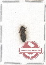 Toxoscelus sp. 2