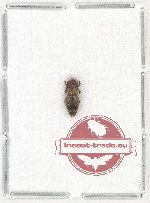 Toxoscelus sp. 4