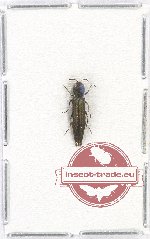 Agrilus sp. 65 (A2)