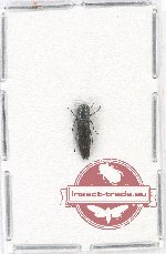 Agrilus sp. 62