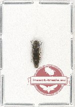 Agrilus sp. 63