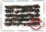 Scientific lot no. 44 Mordellidae (100 pcs)