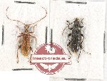Scientific lot no. 199 Cerambycidae (2 pcs)