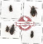 Scientific lot no. 344 Carabidae (5 pcs)