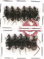 Scientific lot no. 356 Carabidae (11 pcs)