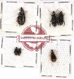 Scientific lot no. 343 Carabidae (6 pcs)