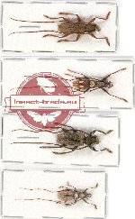 Scientific lot no. 175 Cerambycidae (4 pcs)