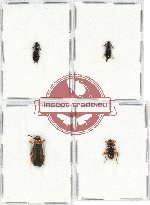 Scientific lot no. 81 Cleridae (4 pcs - 1 pc A2)