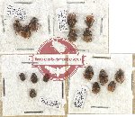 Scientific lot no. 471 Coprophaga (Onthophagini) (16 pcs)