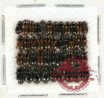 Scientific lot no. 481 Coprophaga (42 pcs)