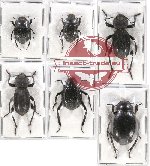 Scientific lot no. 244 Tenebrionidae (6 pcs)