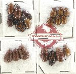 Scientific lot no. 198 Rutelinae (19 pcs)