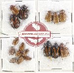 Scientific lot no. 197 Rutelinae (17 pcs)