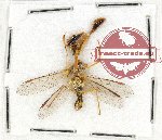 Scientific lot no. 6 Neuroptera (Mantispidae) (1 pc)